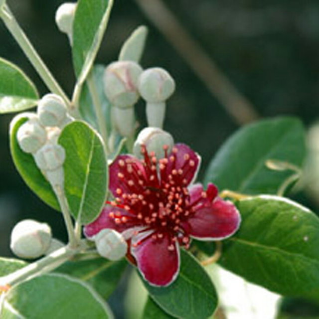 フェイジョア 苗 ジェミニ 1年生 接ぎ木 ポット苗