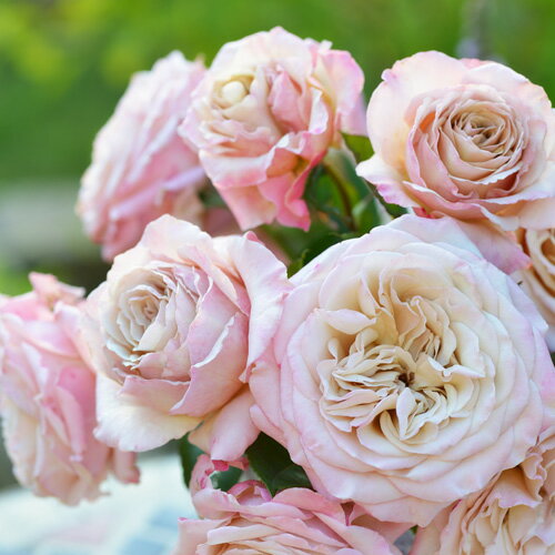 CK7奇跡のバラ「カメオ」と「キスメット」の接木苗大株6号鉢2本マル得