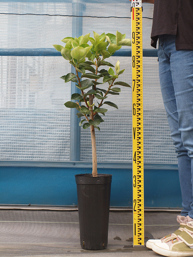 柿 苗木 【完全甘柿 麗玉 (れいぎょく) ［登録品種］】 2年生