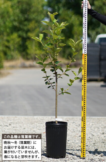 柿 苗木 【渋柿 堂上蜂屋柿 （どうじょうはちや）】 3年生 接ぎ木 約