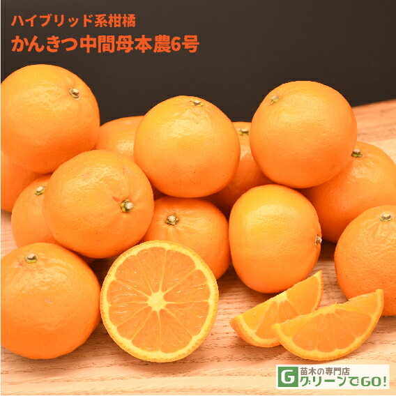 ■優良2年生大苗■ みかん 苗木 【かんきつ中間母本農6号 （東京オレンジ） ［登録品種］】 2年生大苗 接ぎ木