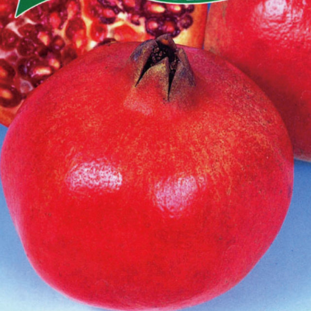 ザクロ 苗 【カリフォルニアザクロ】 2年生 挿し木 大苗