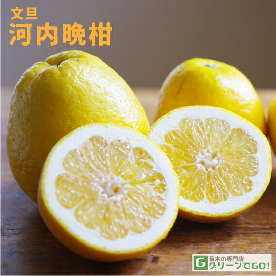文旦 苗木 【河内晩柑 （かわちばんかん）】 3年生 接ぎ木 約1.0m 大苗