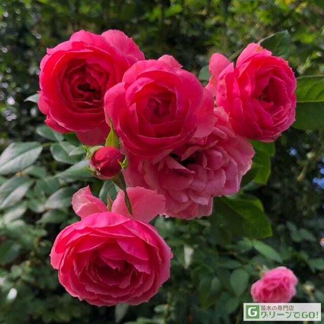 ◇開花後強剪定株 花芽なし◇ <br>バラ 苗 京成 【ポンポネッラ (CL) 中輪 四季咲き】 3年生 接ぎ木 約1.1m 大苗 (長尺苗)