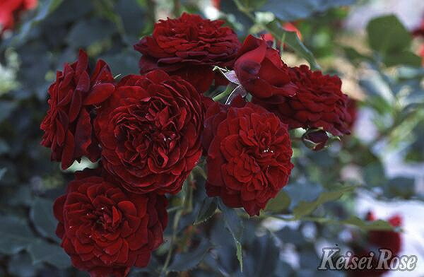 赤地 縦ラメ 黒薔薇と蝶 大柄 正絹 ちりめん。 赤地 縦ラメ 黒薔薇と蝶 大柄 正絹 ちりめん。