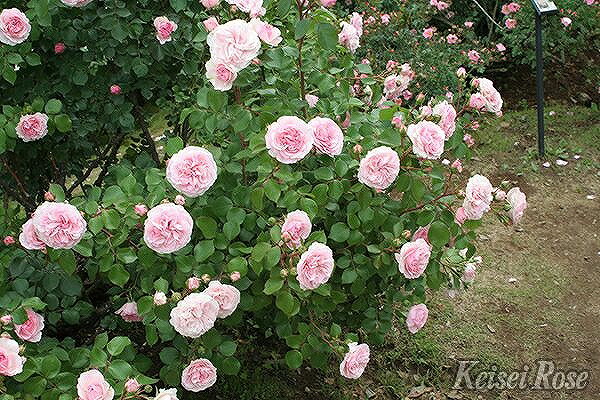 バラ 苗 京成 マリアテレジア Ht 大輪 四季咲き 2年生 接ぎ木大苗