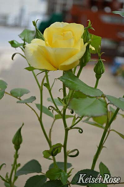 バラ 苗 京成 レヨン ドゥ ソレイユ Fl 中輪 四季咲き 2年生 接ぎ木大苗