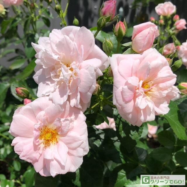 バラ苗 上海ガール？ 新品種？ 接木大苗 6号鉢 薔薇 苗