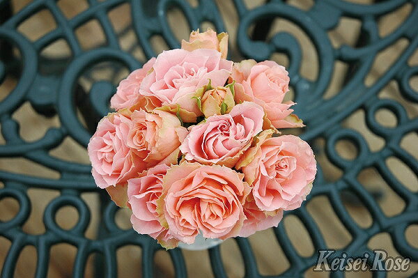薔薇苗、シャルール✳︎正規品、接木苗、強健、香り薔薇、バラ、薔薇 薔薇苗、シャルール✳︎正規品、接木苗、強健、香り薔薇、バラ、薔薇
