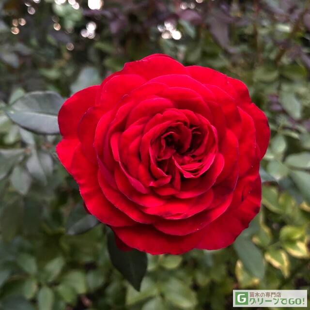 ◇開花後強剪定株 花芽なし◇ <br>バラ 苗 京成 【スーリール ドゥ モナリザ (修景バラ) 四季咲き】 2年生 接ぎ木大苗