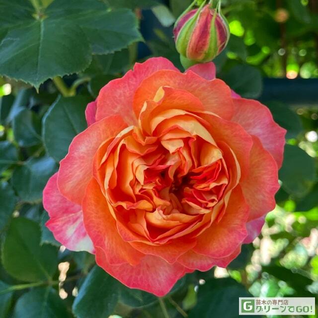 ◇開花後強剪定株 花芽なし◇ <br>バラ 苗 京成 【ソレイユロ マンティカ (CL) 返り咲き】 3年生 接ぎ木 約1.1m 大苗 (長尺苗)