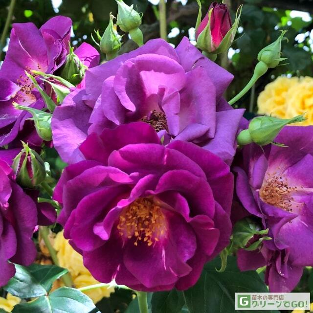 ◇開花後強剪定株 花芽なし◇ <br>バラ 苗 京成 【ソニャドール (CL) 四季咲き】 2年生 接ぎ木大苗