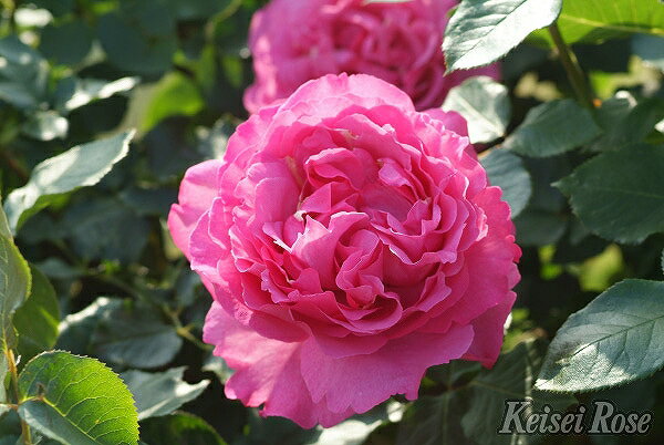 ドイリー1146❤️ツル薔薇のスクエアドイリー✨ ドイリー1146❤️ツル薔薇のスクエアドイリー✨