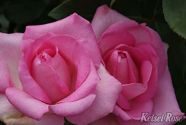 バラ 苗 京成 ビバリー Ht 大輪 四季咲き 2年生 接ぎ木大苗