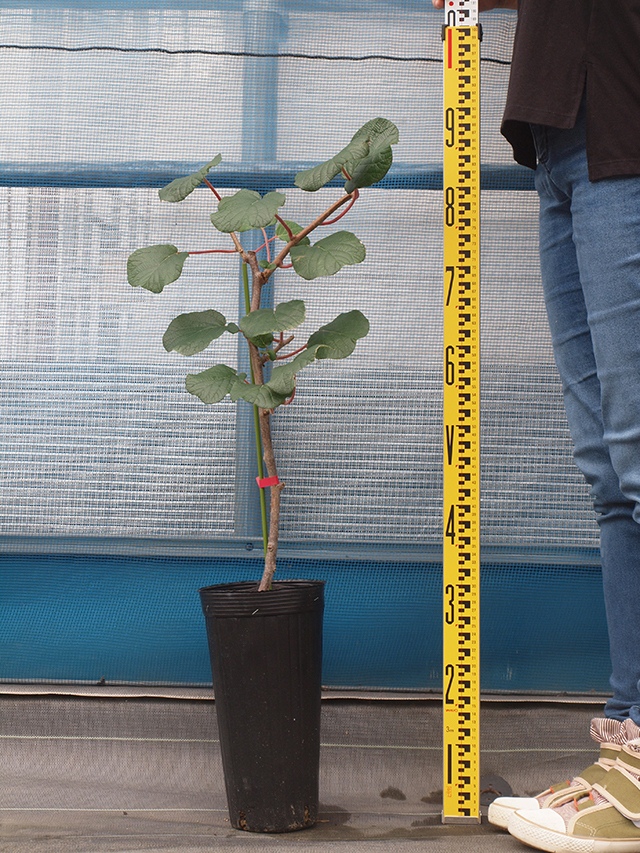 専用出品　大苗2本　2年生苗1本 □優良2年生大苗□ キウイ 苗木 【1本でも成る スーパーエメラルド】 2