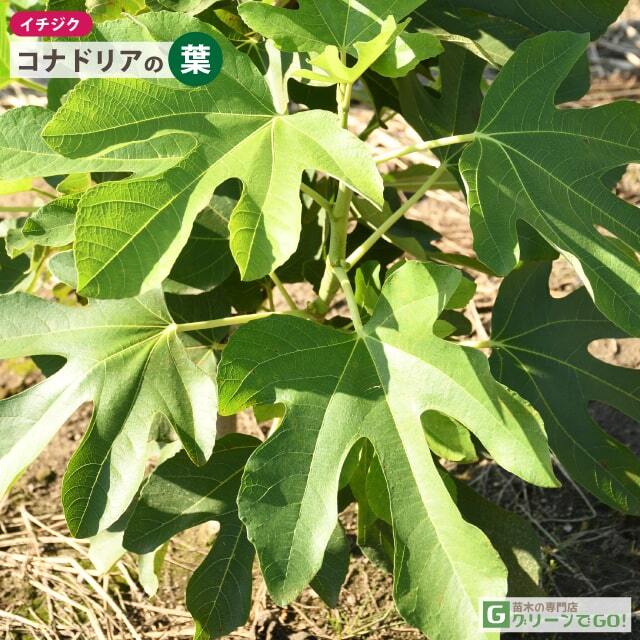 イチジク 苗 【コナドリア】 2年生 挿し木 ポット苗