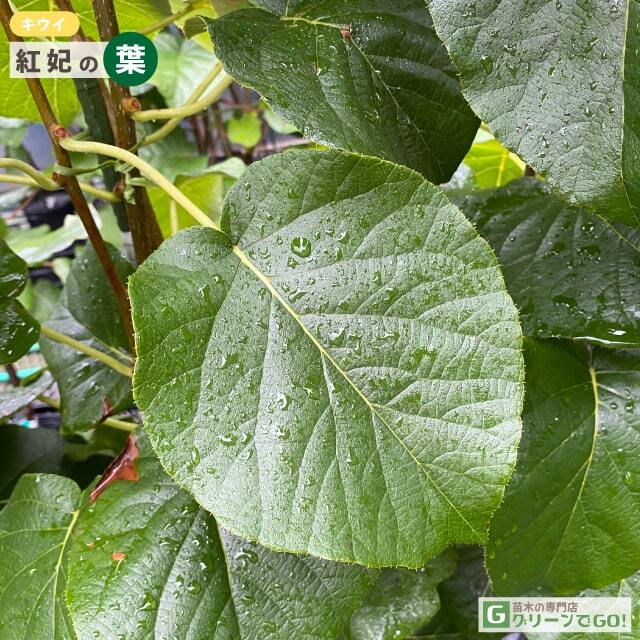 キウイ 苗木 【メス 紅妃】 3年生 接ぎ木 約1.1m 大苗
