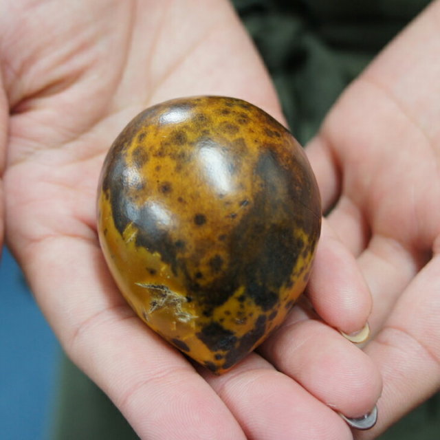 完全甘柿 黒柿 くろかき