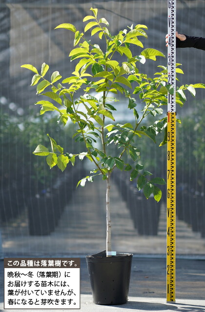 菓子クルミの 成木 くるみ（胡桃）『 菓子クルミ 』 15cmポット 苗木 : 花と緑の