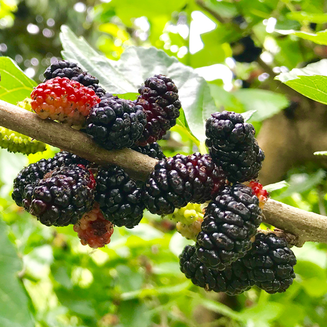 マルベリー 苗 【U.S.A No.13】 2年生 接ぎ木 大苗