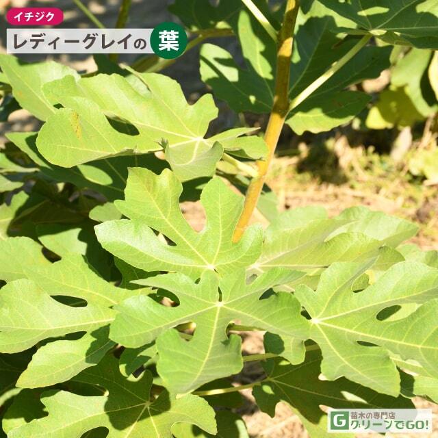 イチジク 苗 【レディーグレイ】 ポット苗