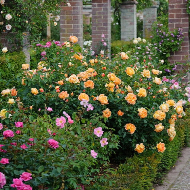 レディ オブ シャーロット 中輪 返り咲き