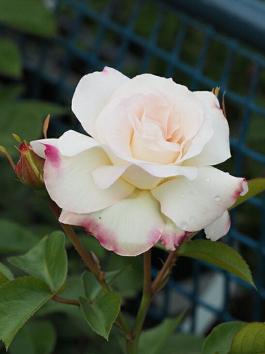 スタンダード仕立てバラ苗(白地赤覆輪、四季咲き) スタンダード仕立てバラ苗(白地赤覆輪、四季咲き) 【公式通販】