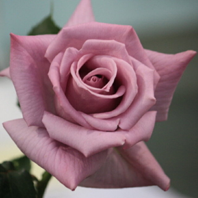 バラ 苗 つるバラ マダムヴィオレ Cl 大輪 返り咲き 2年生 接ぎ木大苗