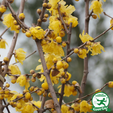 満月ロウバイ蝋梅苗木