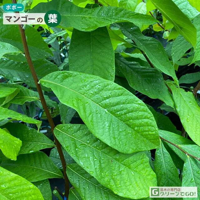 ポポー苗木 【マンゴー】 3年生 接ぎ木 大苗