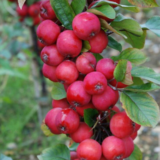 りんご 苗木 バレリーナツリー メイちゃんの瞳 1年生 接ぎ木 ポット苗