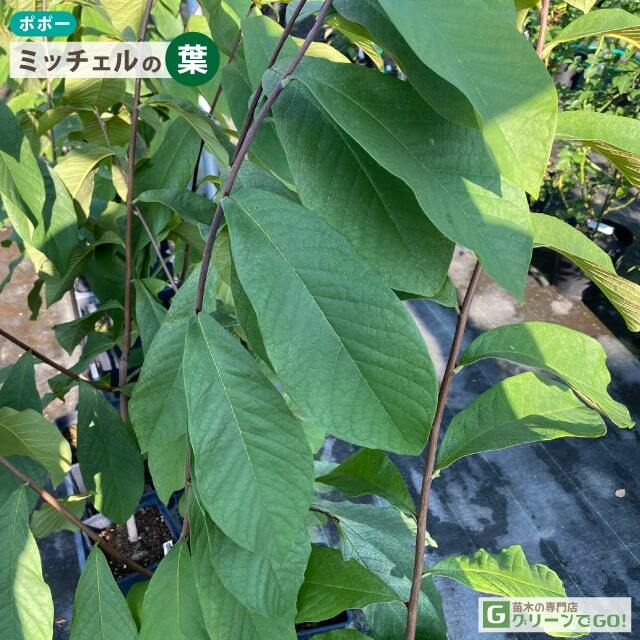 ポポー苗木 【ミッチェル】 3年生 接ぎ木 大苗