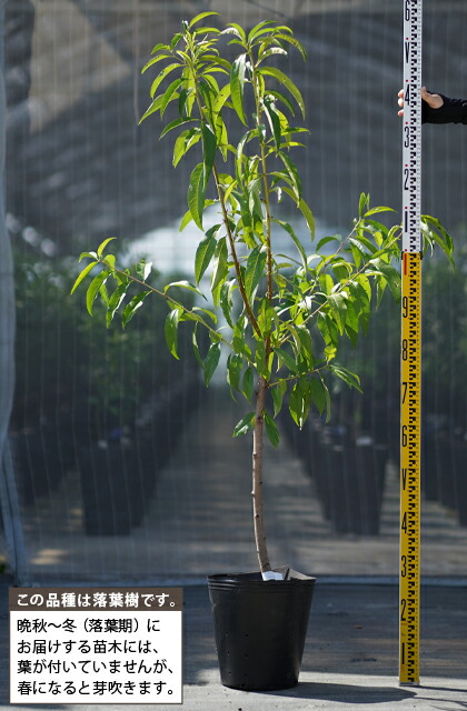 桃 苗木 【日川白鳳 （ひかわはくほう）】 3年生 接ぎ木 約1.1m 大苗