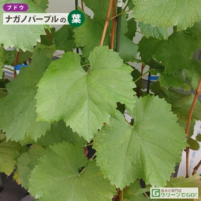 ぶどう 苗木 【ナガノパープル ［登録品種］】 3年生 ウイルスフリー