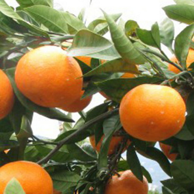 専用出品　柑橘苗木セット 楽天市場】【お得な5本セット】せとか みかん 1年生接木苗 登録品種