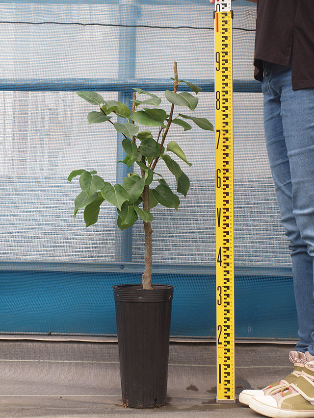 □優良2年生大苗□ 梨 苗木 【なるみ】 2年生大苗 接ぎ木