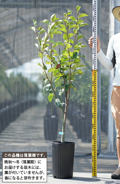 一本で実る！梨　なるみ苗木　山葡萄苗木 一本で実る！梨 なるみ苗木 山葡萄苗木 - メルカリ