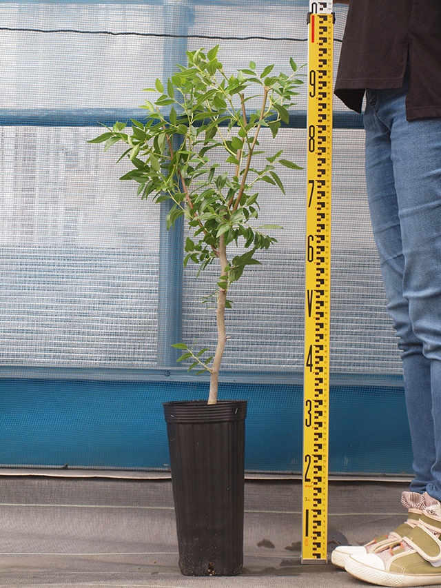 □優良2年生大苗□ なつめ 苗木 【超大実 皇帝ナツメ】 2年生大苗