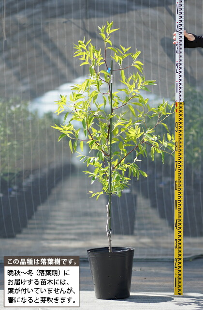 なつめ 苗木 【超大実 皇帝ナツメ】 3年生 約1.1m 大苗