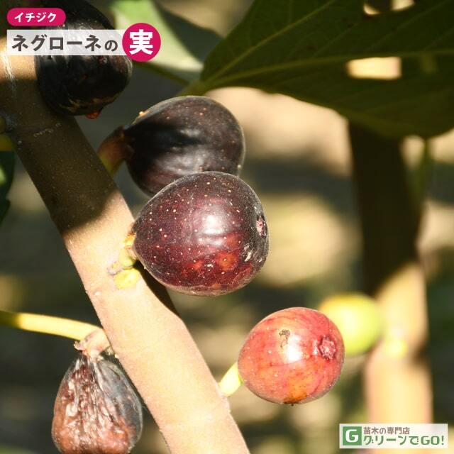 □優良2年生大苗□ イチジク 苗 【ネグローネ】 2年生大苗 挿し木