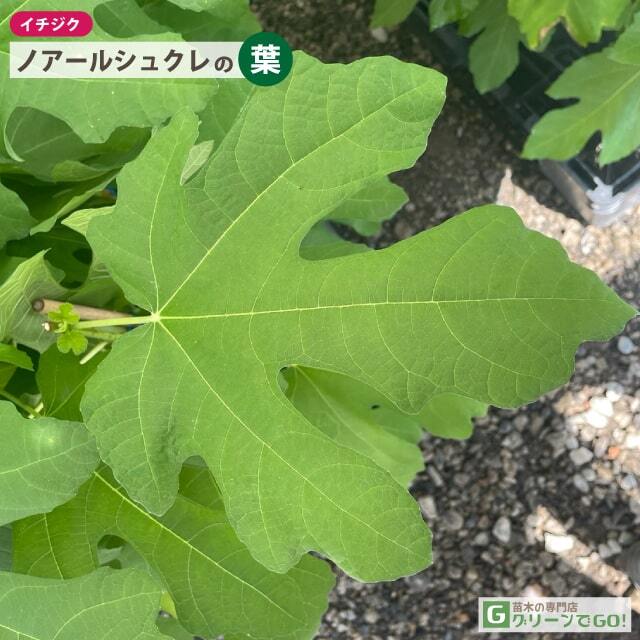 イチジク 苗 【ノアールシュクレ】 2年生 挿し木 ポット苗