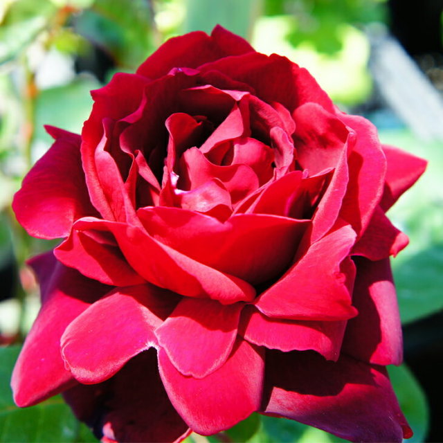 バラ 苗 つるバラ オクラホマ Cl 一季咲き 2年生 接ぎ木大苗