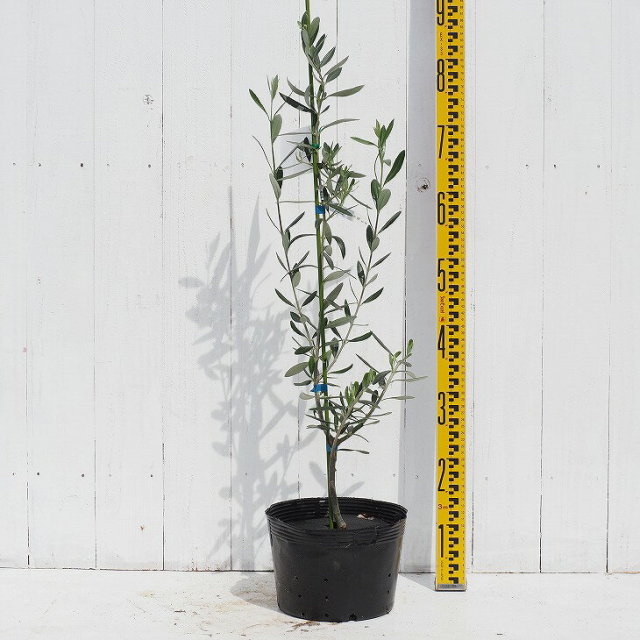 オリーブの木 苗木 【ゴルダル】 3年生 ポット大苗