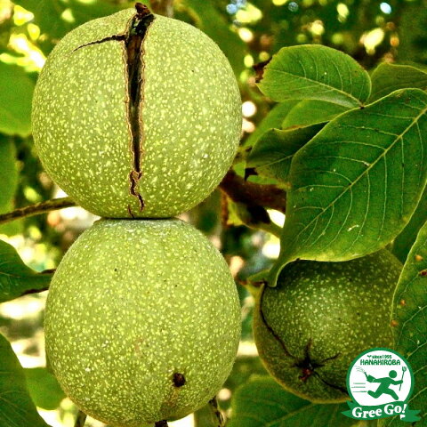 クルミ・ナッツ 苗木の専門店 【グリーンでGO！】