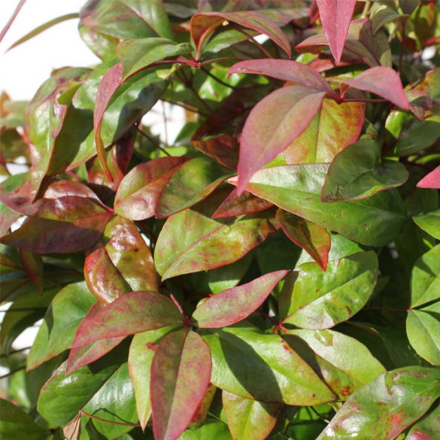 オタフクナンテン 苗 お多福南天 5号ポット苗