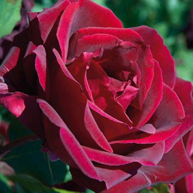 楽天市場】◇開花後強剪定株 花芽なし◇ バラ 苗 【ブラック