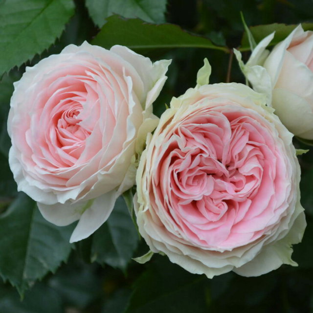 バラ 苗 京成 パシュミナ Fl 中輪 四季咲き 2年生 接ぎ木大苗