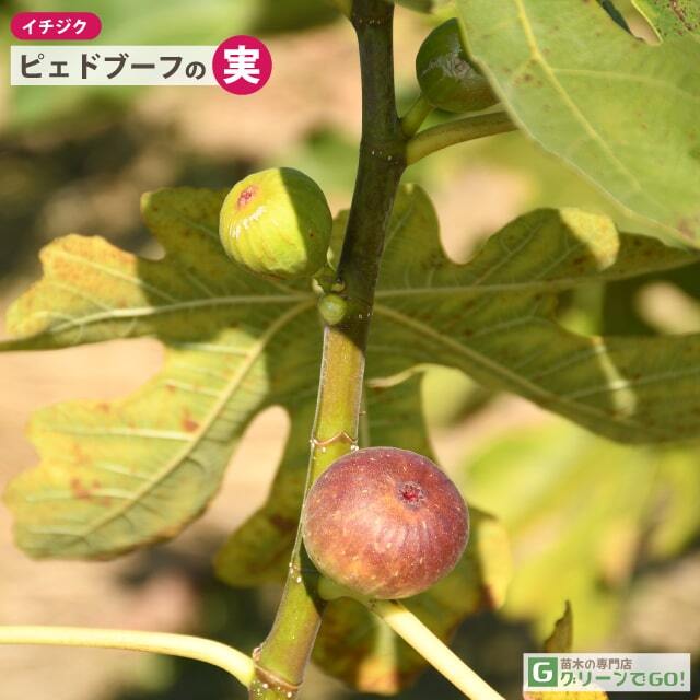 イチジク 苗 【ピェドブーフ】 2年生 挿し木 ポット苗