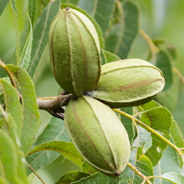 ナッツの木 苗 【ペカン （チェロキー）】 接ぎ木苗