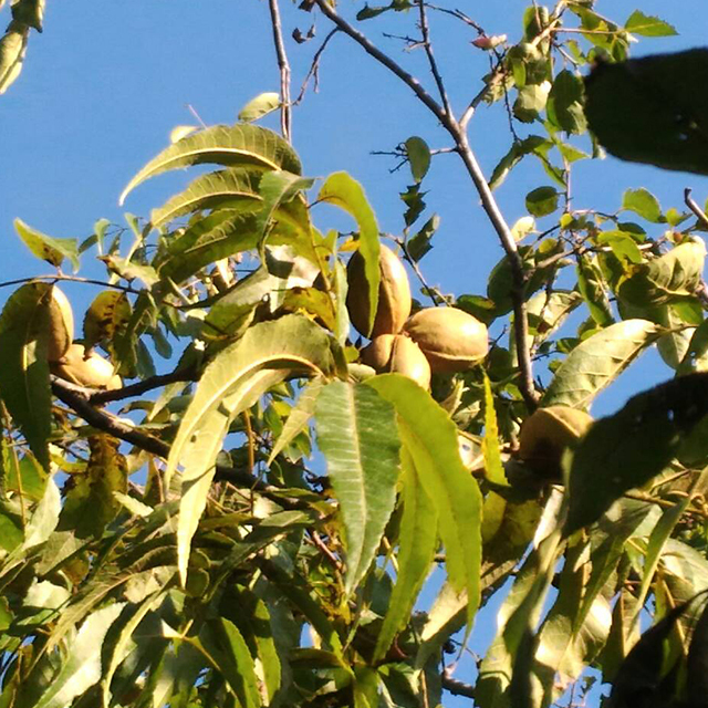 ペカン 収穫時期